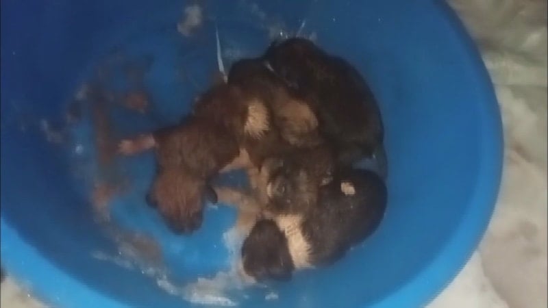 Hatay'da donmak üzere olan yavru köpeklere yardım eli