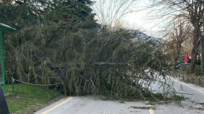Sakarya'da şiddetli rüzgar etkili oldu: Ağaçlar devrildi