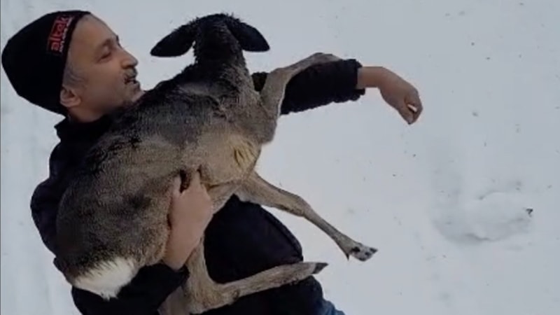 Düzce'de yaralı halde bulduğu karacaya sahip çıktı, karaca koruma altında