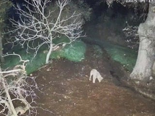 Muğla'da kurdun saldırdığı 3 koyun telef oldu