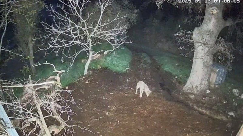 Muğla'da kurdun saldırdığı 3 koyun telef oldu