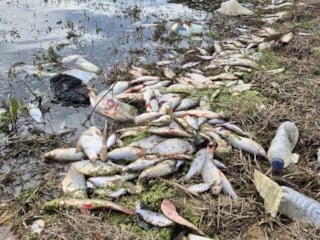 İstanbul'da bir gölette yaşanan yosun patlaması yüzünden binlerce balık telef oldu