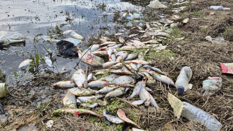İstanbul'da bir gölette yaşanan yosun patlaması yüzünden binlerce balık telef oldu