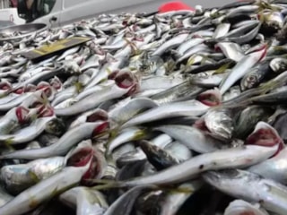 Kışın şifa kaynağı: Ocak ayında tüketilecek balıklar