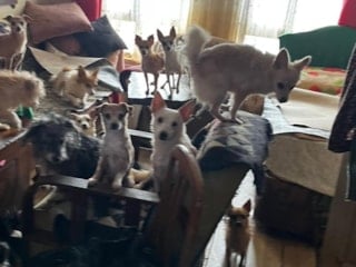 Kocaeli'de ekipler bir evden 55 hayvanı kurtardı