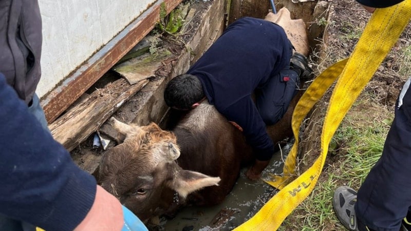 Düzce'de kuyuya düşen ineği itfaiye kurtardı
