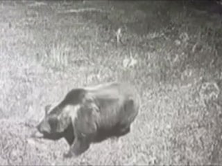 Amasya'da kış uykusuna yatmayan ayıya seslendi: Kocaoğlan git yerinde uyu