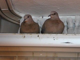 Amasya'da kumrular camın önüne yuva yaptı