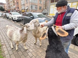 Tekirdağ'da keçileriyle ilgi odağı oldu
