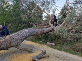 Muğla'da etkisini sürdüren fırtına ağaçları devirdi