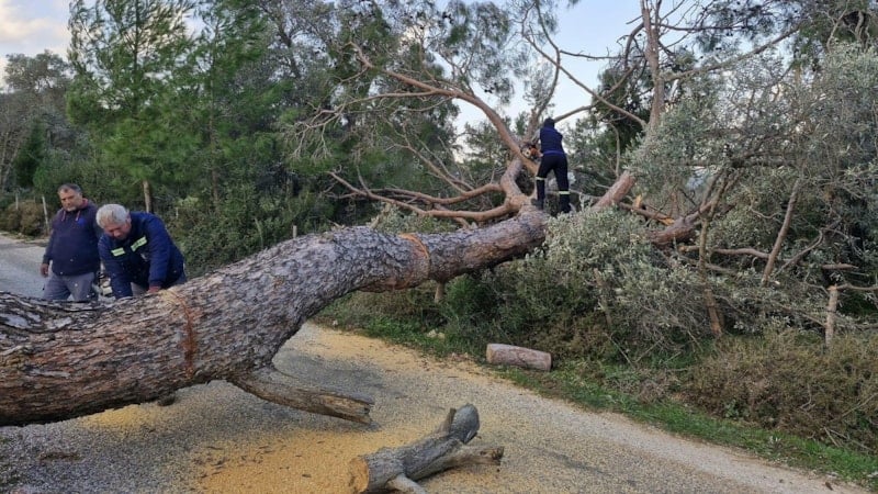 Muğla'da etkisini sürdüren fırtına ağaçları devirdi