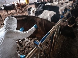 Bilecik'te şap alarmı: Hayvan giriş-çıkışları yasaklandı