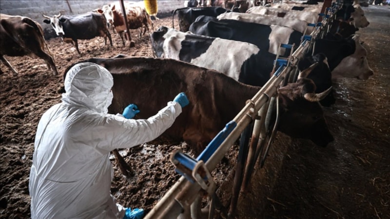 Bilecik'te şap alarmı: Hayvan giriş-çıkışları yasaklandı