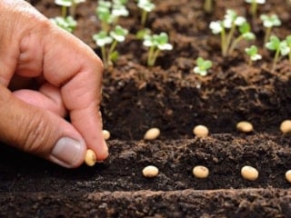 Baharda hasat için şimdi ekin! İşte Ocak ayında ekilmesi gereken bitki ve sebzeler