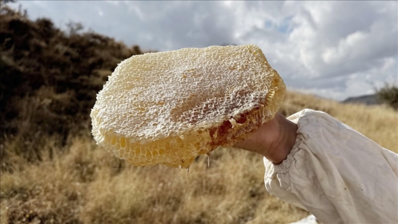 Ilgaz balı, satış rekoruyla Guinness'e girdi: Kilosu 11 bin 118 euro