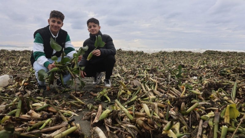 Hatay'da Akdeniz kıyıları yeşile büründü