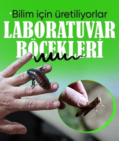 Antalya'da bilime ve canlı yem ihtiyacına çözüm: Böcek çiftliği