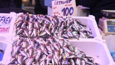 Sakarya'da tezgahlar istavritle doldu: Fiyatlar dibi gördü