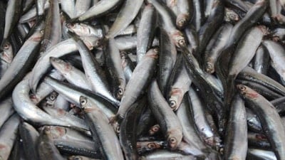 Hamsi 2025'te palamudun tahtına oturdu