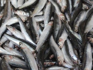 Hamsi 2025'te palamudun tahtına oturdu