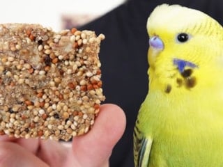 Kuşlar bayılıyor! Muhabbet kuşları için sağlıklı ballı çubuk tarifi