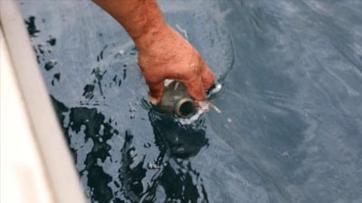 Rize-Çayeli açıklarındaki sızıntının ham petrolden kaynaklandığı doğrulandı