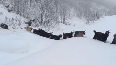 Muş'ta yaban domuzunun saldırısına uğrayan çoban kamerada
