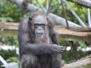 Japonya'da dehasıyla tanınan şempanze Ai, 49 yaşında öldü