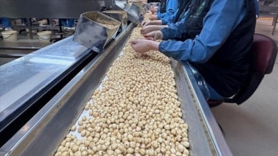 Türkiye'nin 2025 fındık ihracatında Almanya başı çekti