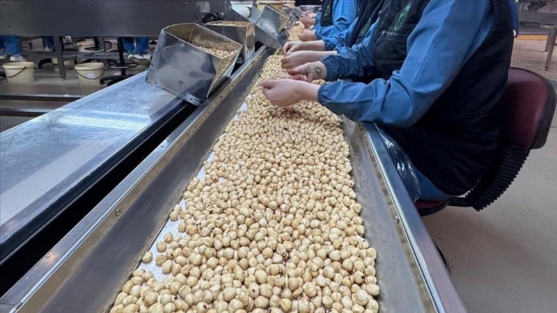 Türkiye'nin 2025 fındık ihracatında Almanya başı çekti