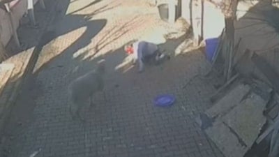 İstanbul'da bir kişinin bahçesinde beslediği koç dehşet saçtı: Kaburgaları kırıldı, kan içinde kaldı