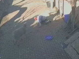 İstanbul'da bir kişinin bahçesinde beslediği koç dehşet saçtı: Kaburgaları kırıldı, kan içinde kaldı