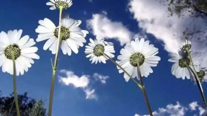 İlk cemre ne zaman düşecek? Cemre düşme tarihleri 2026