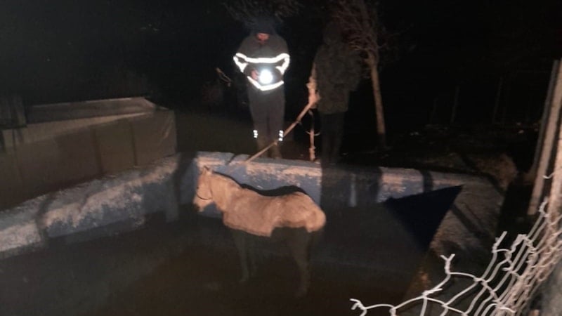 Hatay'da havuza düşen atın imdadına ekipler yetişti