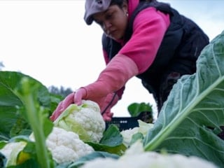 Çiftçilere bugün toplamda 226,7 milyon lira destek ödemesi yapılıyor