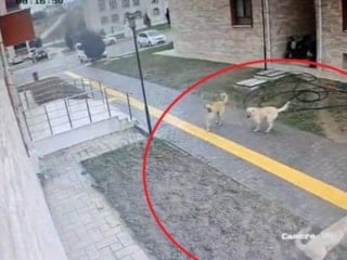 Amasya'da başıboş sokak köpekleri karne günü korku saçtı