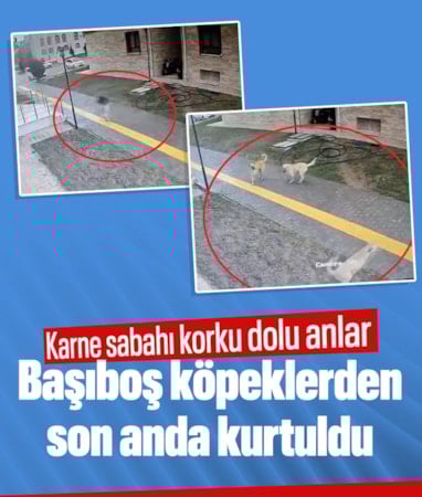 Amasya'da başıboş sokak köpekleri karne günü korku saçtı