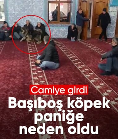 Zonguldak'ta camiye başıboş köpek girdi