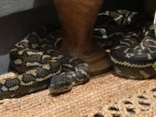 Avustralya'da üzerinde 2,5 metrelik pitonla uyandı