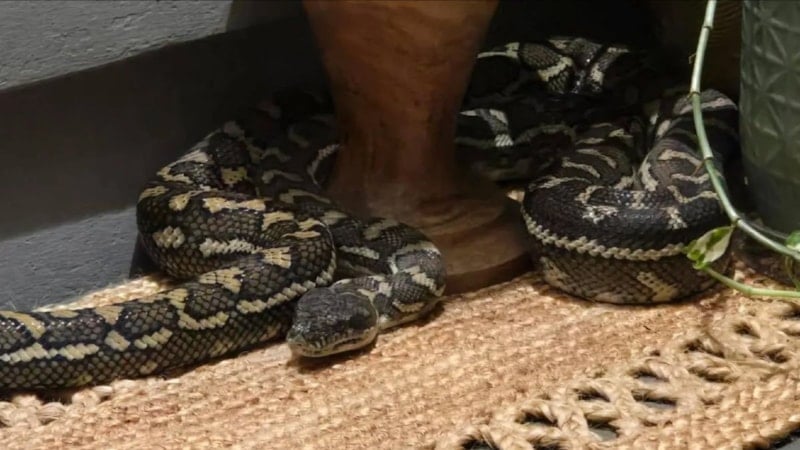 Avustralya'da üzerinde 2,5 metrelik pitonla uyandı