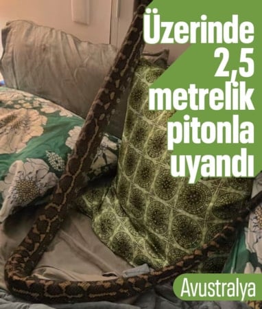 Avustralya'da üzerinde 2,5 metrelik pitonla uyandı