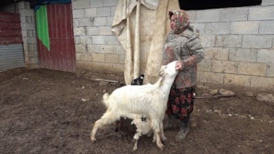 Gümüşhane'de annesinin kabul etmediği kuzuya keçilerden annelik