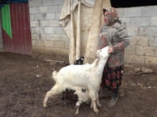 Gümüşhane'de annesinin kabul etmediği kuzuya keçilerden annelik