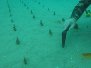 Denizin dibinde tarla kurdular: Nesli tehlike altındaki pinalar yeniden yetişiyor