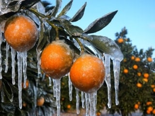Adana'da zirai don alarmı: Gece sıcaklığın sıfırın altına düşmesi bekleniyor