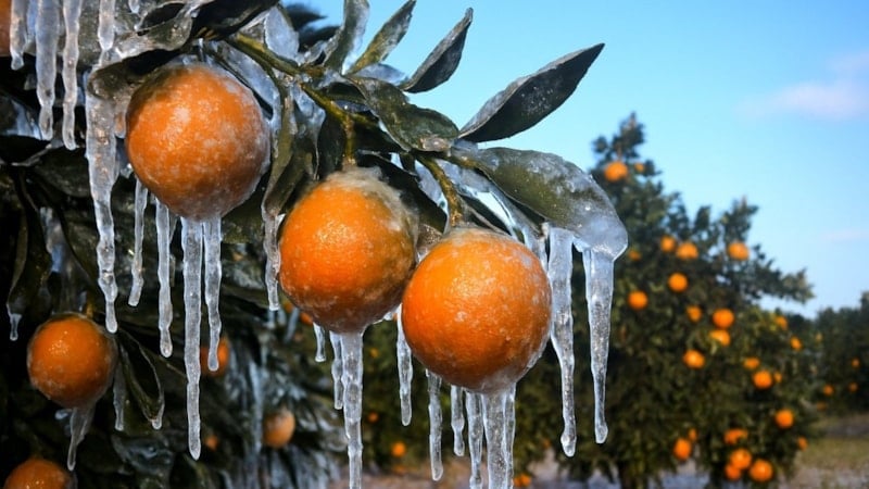 Adana'da zirai don alarmı: Gece sıcaklığın sıfırın altına düşmesi bekleniyor