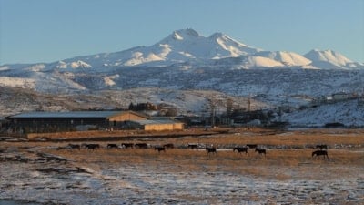 Hürmetçi Sazlığı’nda yılkı atları gün batımında görsel şölen sundu