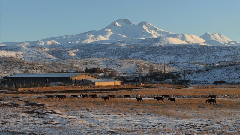 Hürmetçi Sazlığı’nda yılkı atları gün batımında görsel şölen sundu