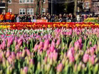 Hollanda’da lale mevsimi 'Ulusal Lale Günü' ile karşılandı