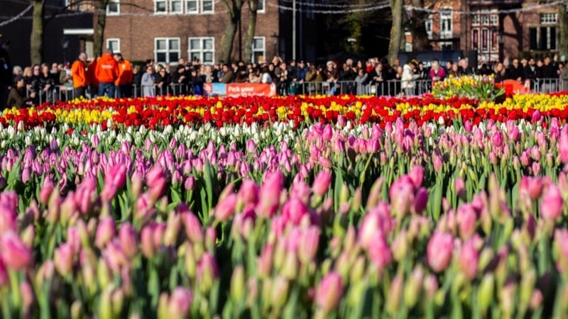 Hollanda’da lale mevsimi 'Ulusal Lale Günü' ile karşılandı